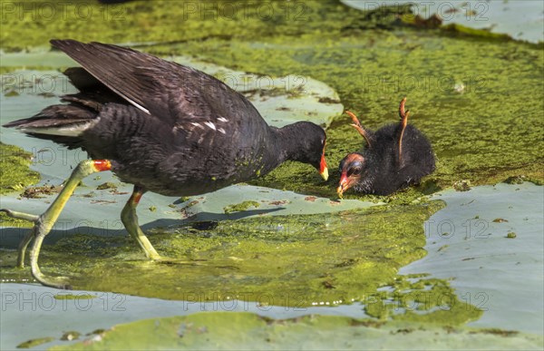 Common moorhen (Gallinula chloropus) feeding a chick