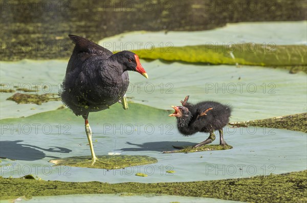 Common moorhen (Gallinula chloropus)