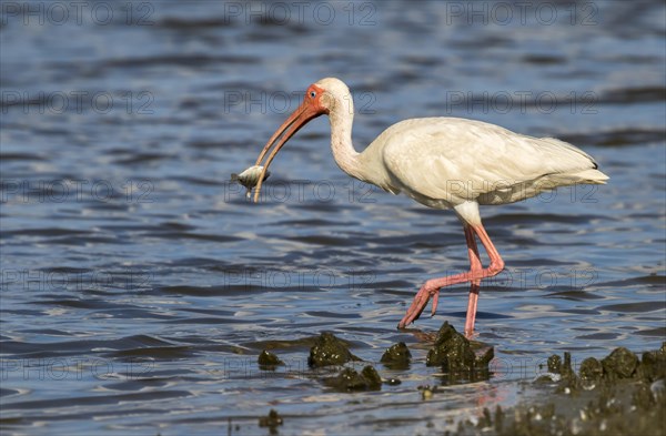 American white ibis (Eudocimus albus) eating fish