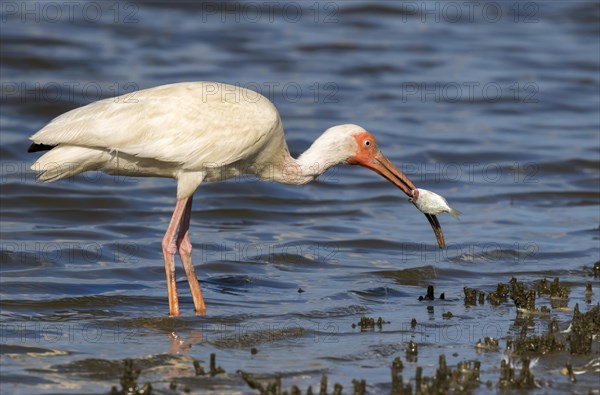 American white ibis (Eudocimus albus) eating fish