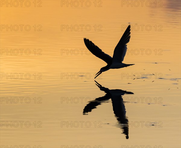 Black skimmer (Rynchops niger) hunting at the sea in the morning