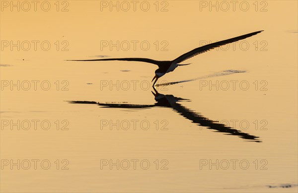 Black skimmer (Rynchops niger) hunting at the sea in the morning