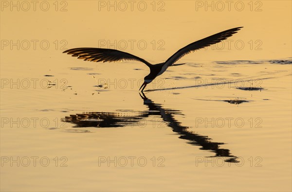 Black skimmer (Rynchops niger) hunting at the sea in the morning