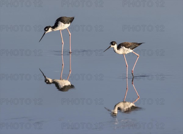 A couple of black-necked stilts (Himantopus mexicanus) foraging in shallow water