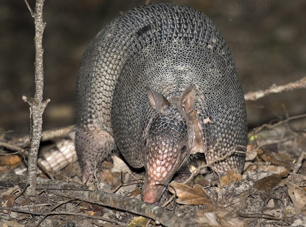 Nine-banded Armadillo (Dasypus novemcinctus)