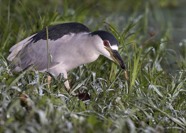 Black-crowned Night Heron (Nycticorax nycticorax) foraging at dawn in the swamp