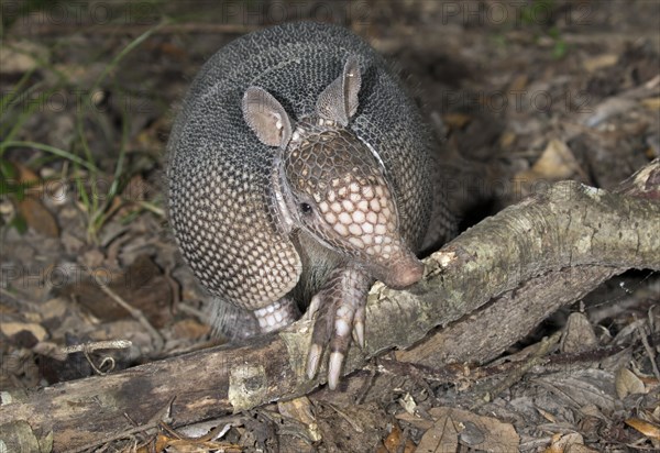 Nine-banded Armadillo (Dasypus novemcinctus)