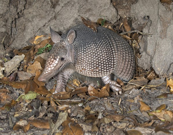 Nine-banded Armadillo (Dasypus novemcinctus)