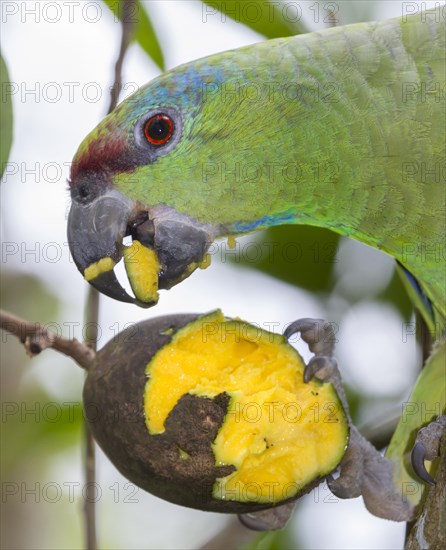 Festive Amazon (Amazona festiva)