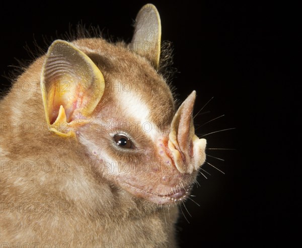 Tent-making Bat (Uroderma bilobatum)