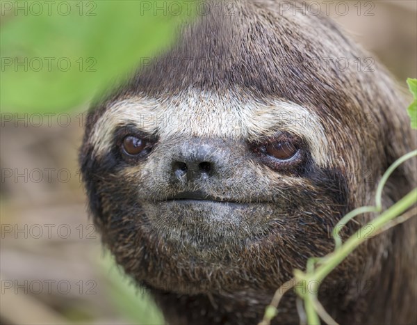 Brown-throated Three-toed Sloth (Bradypus variegatus) portrait