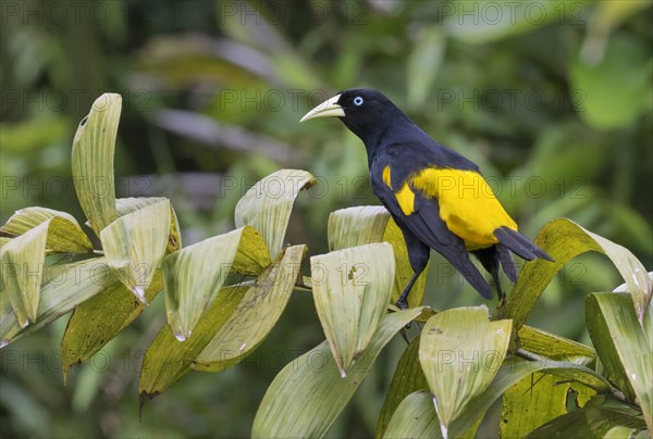 Yellow-rumped Cacique (Cacicus cela)