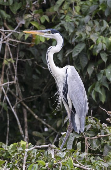 Cocoi Heron (Ardea cocoi)