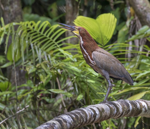 Rufescent Tiger Heron (Tigrisoma lineatum)