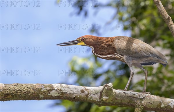 Rufescent Tiger Heron (Tigrisoma lineatum)