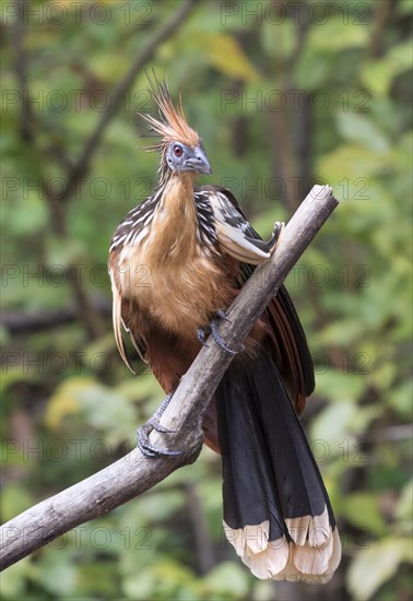 Hoatzin (Opisthocomus hoazin)