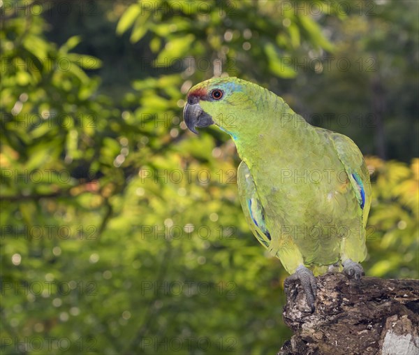 Festive Amazon (Amazona festiva) in the rainforest