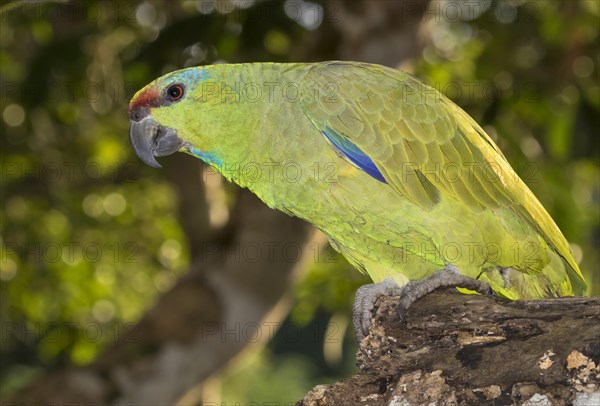 Festive Amazon (Amazona festiva)