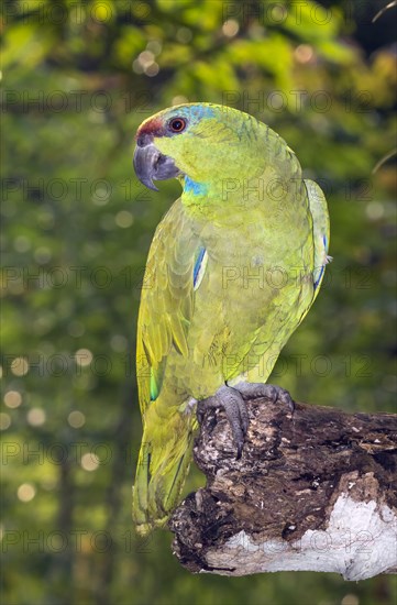 Festive Amazon (Amazona festiva)