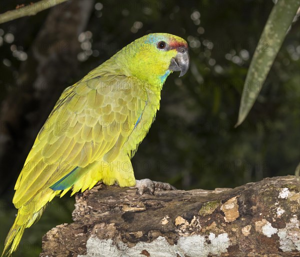 Festive Amazon (Amazona festiva)