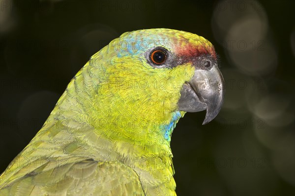 Festive Amazon (Amazona festiva)