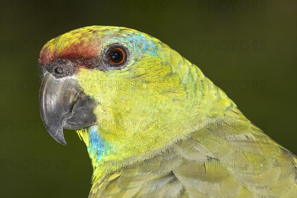 Festive Amazon (Amazona festiva) portrait