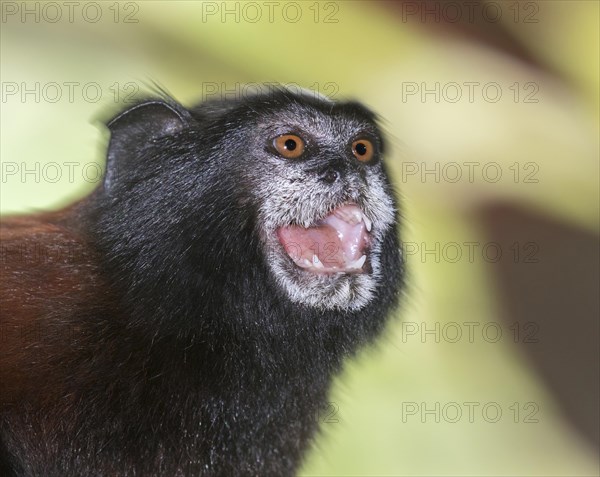 Saddle-back Tamarin (Saguinus fuscicollis) calling