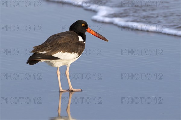 American oystercatcher (Haematopus palliatus) on the beach