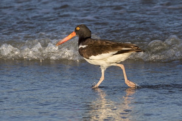 American oystercatcher (Haematopus palliatus) on the beach