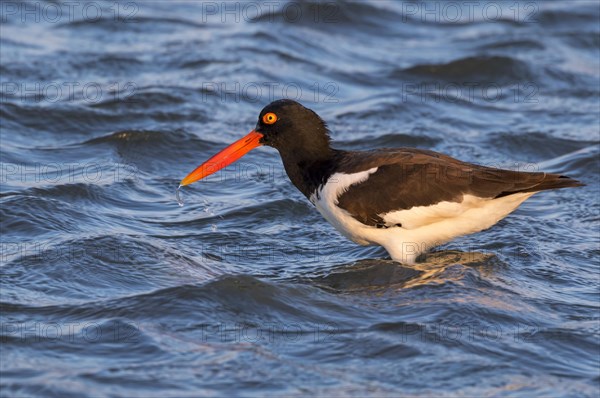American oystercatcher (Haematopus palliatus) in the ocean