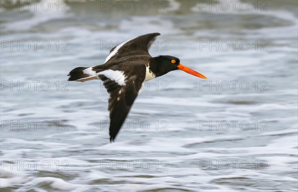 American oystercatcher (Haematopus palliatus) flying along the ocean