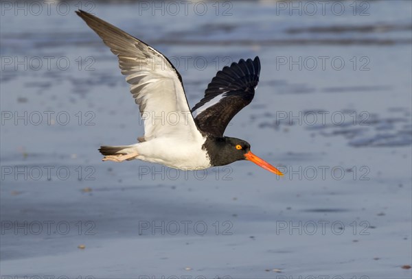 American oystercatcher (Haematopus palliatus) flying along the ocean