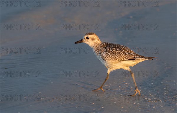 American golden plover (Pluvialis dominica)