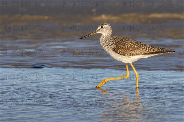 Greater yellowlegs (Tringa melanoleuca) wading in the shallow water of tidal marsh