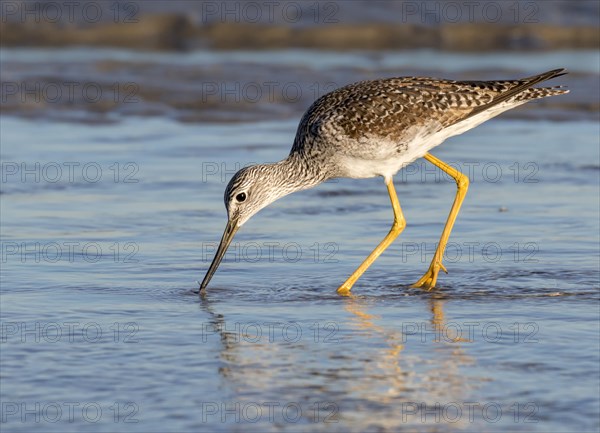 Greater yellowlegs (Tringa melanoleuca) fiding in the shallow water of tidal marsh