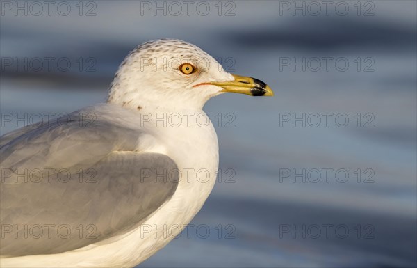 Ring-billed gull (Larus delawarensis)