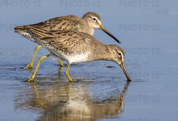 Short-billed dowitchers (Limnodromus griseus) feeding in the tidal marsh