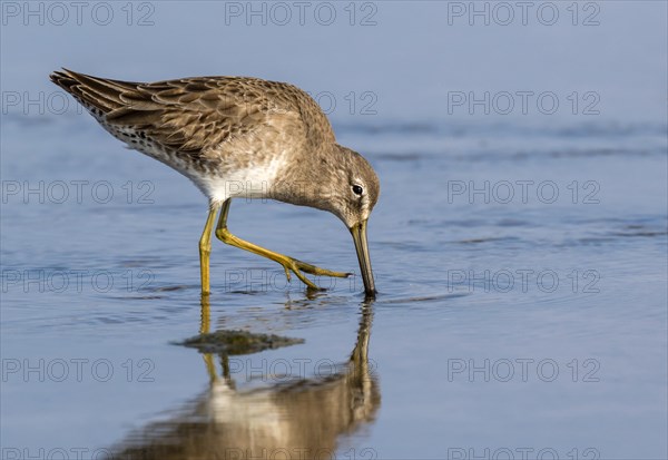 Short-billed dowitcher (Limnodromus griseus) feeding in the tidal marsh