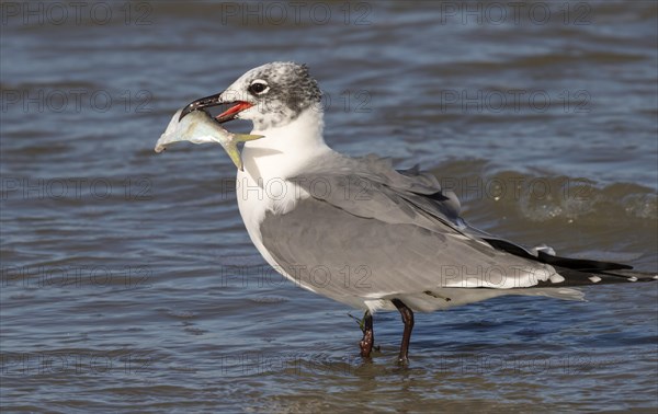 Laughing gull (Leucophaeus atricilla) in winter plumage with a prey fish