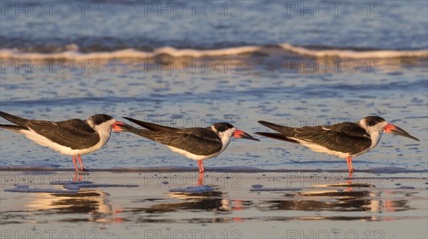 Black skimmers (Rynchops niger) at the ocean beach in evening light