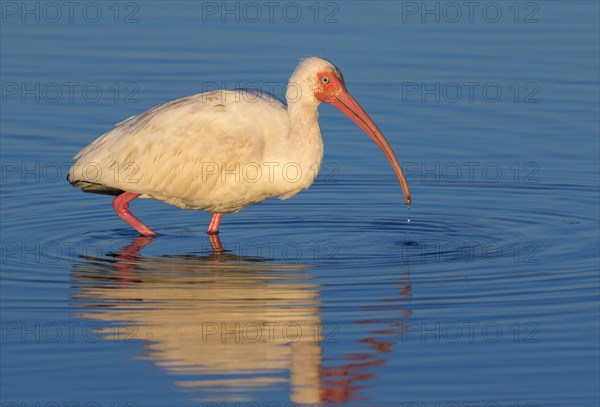 American White Ibis (Eudocimus albus) feeding under the morning sunlight