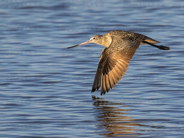 Marbled Godwit (Limosa fedoa)