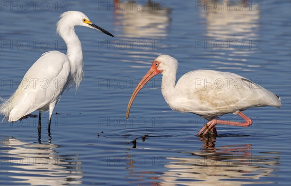 American White Ibis (Eudocimus albus) and Snowy Egret (Egretta thula) in tidal marsh