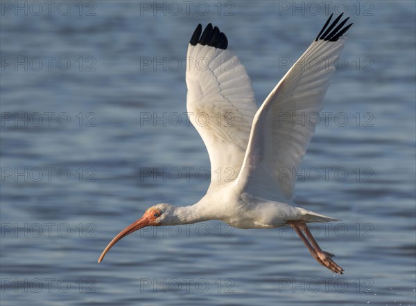 American White Ibis (Eudocimus albus)