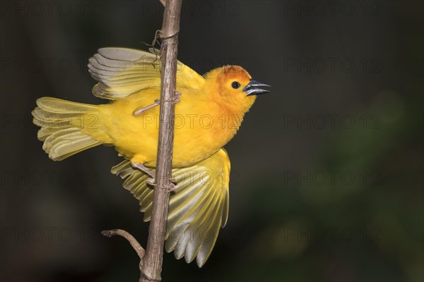 Taveta golden weaver (Ploceus castaneiceps)