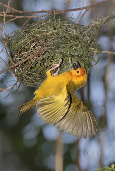 Taveta golden weaver (Ploceus castaneiceps)