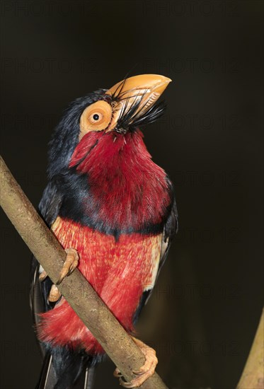 Bearded barbet (Lybius dubius)