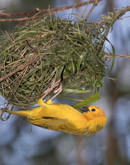 Taveta golden weaver (Ploceus castaneiceps) building nest