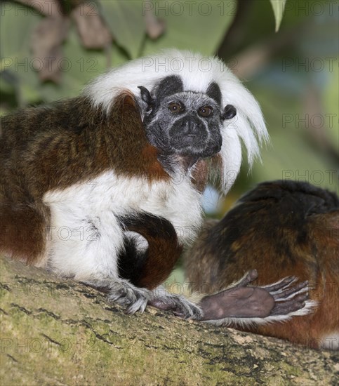 Cotton-top tamarin (Saguinus oedipus)