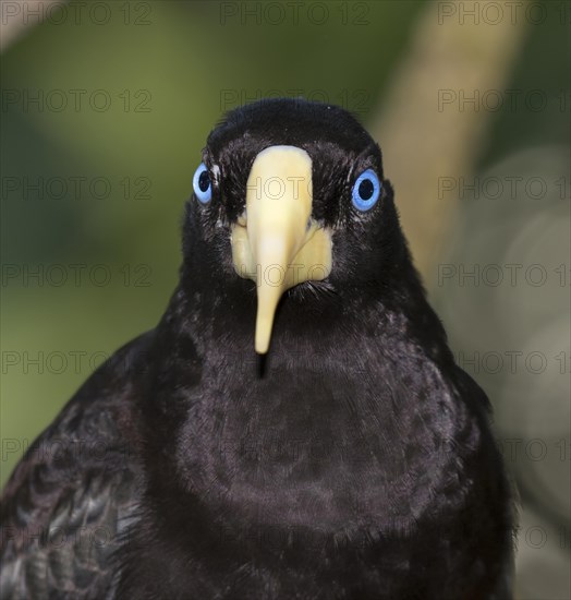 Crested oropendola (Psarocolius decumanus) portrait